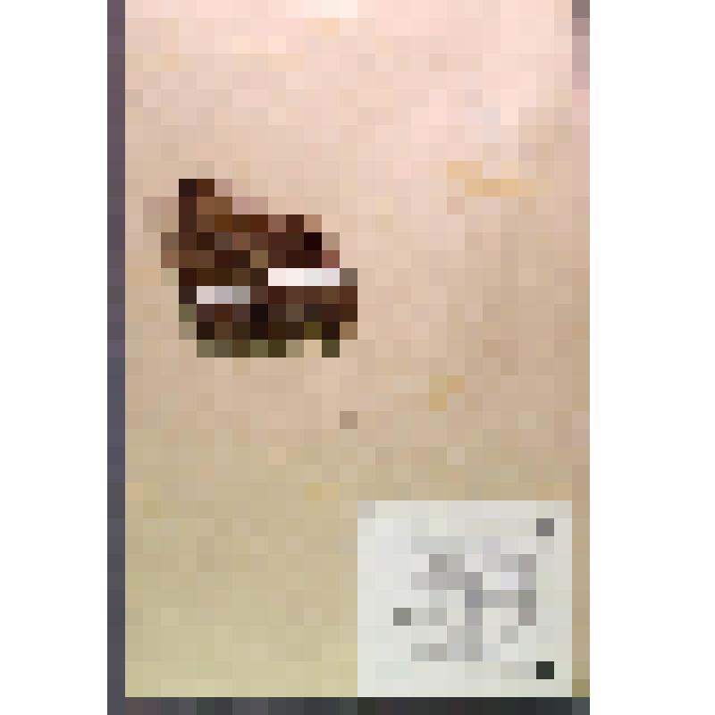 Лист гербарный. Аулакомниум болотный (Aulacomnium palustre)