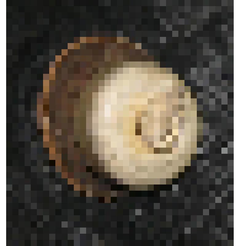 Пуговица костяная, цилиндрической формы