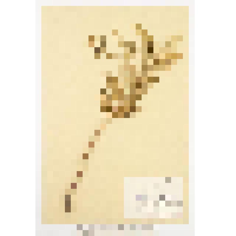 Гербарный экземпляр сосудистых растений. Котовник сибирский