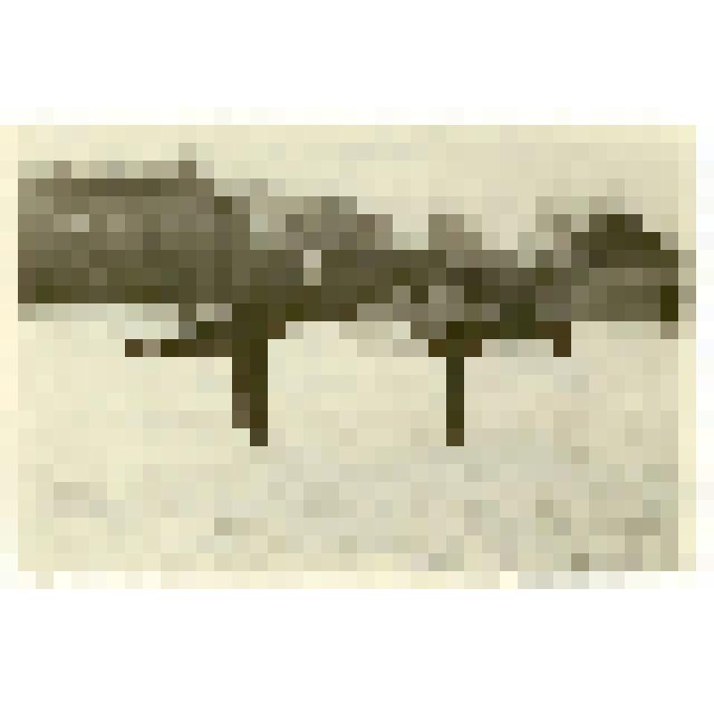 Фотография. Сорокина Тамара (слева) и Быкова Клара, студентки Саратовского областного техникума физической культуры, на тренировке по фигурному катанию