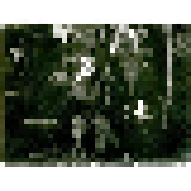 Фотография. Вечер в юрте, в уроч. Кюбяи