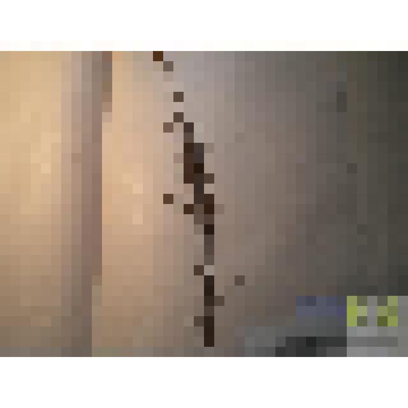 Льнянка обыкновенная  (Linaria vulgaris Mill.)