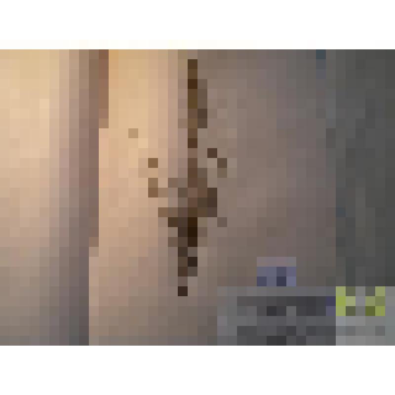 Хвощ полевой (Eguisetum arvense L.)