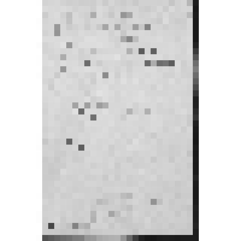 ФОТО (АНФАС, ПОЯСНОЕ). ГРИГОРЬЕВА А.Д. - ЧЛЕН ПАРТИИ С 1924(?) ГОДА.  СНИМОК 1968г