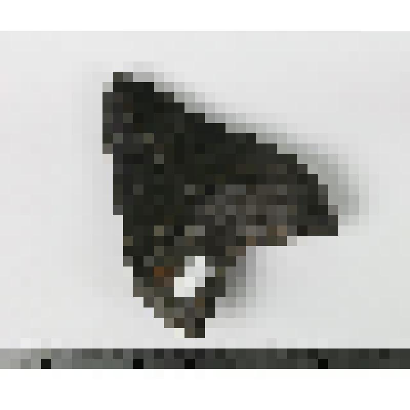 Палеонтологический образец. Зуб акулы мегалодона (верхний передний). Carcharocles megalodon (Agassiz, 1843)