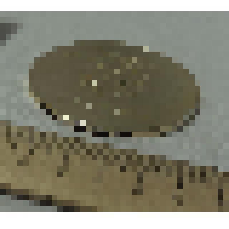 Медаль "Училищу олимпийского резерва 20 лет"