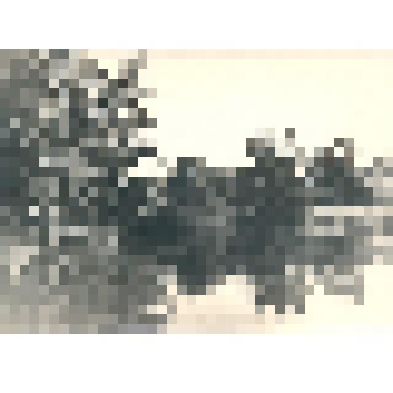 Фотография черно-белая. Река Нерусса, Суземский район