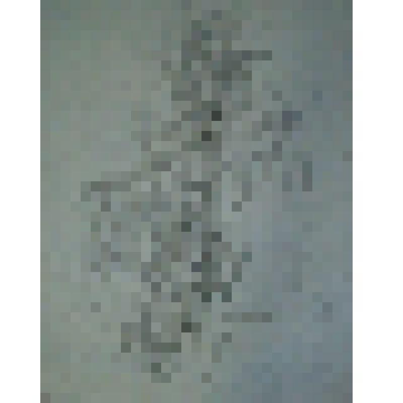 Автопортрет