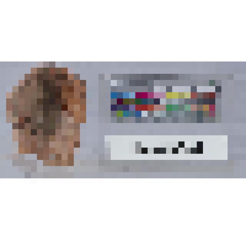 Головка от протомы богини в стефане под покрывалом