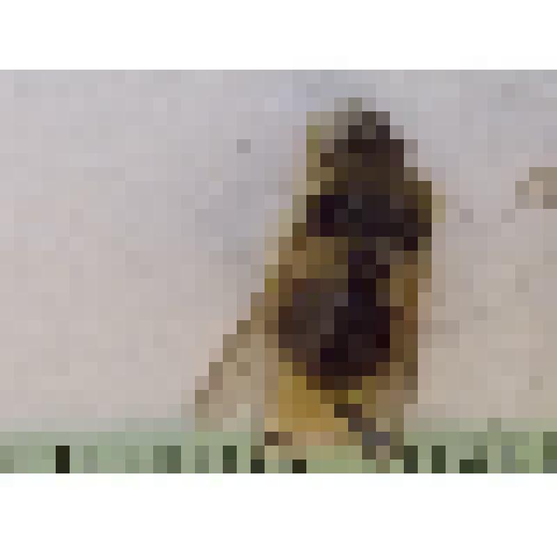 Класс: Насекомые (Insecta), Отряд: Двукрылые (Diptera, Linnaeus, 1758),  Семейство: Журчалки (Syrphidae, Latreille, 1802), Род: Eristalis, Latreille, 1804 "Ильница пчеловидка (Eristalis tenax, Linnaeus, 1758)"