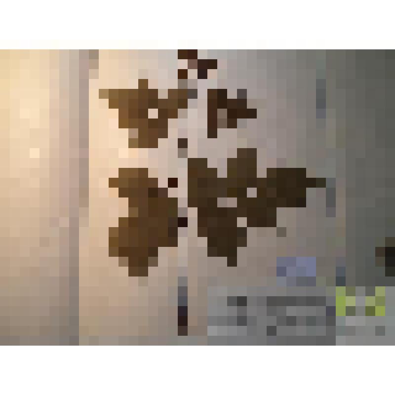 Малина обыкновенная  (Rubus idaeus L.)