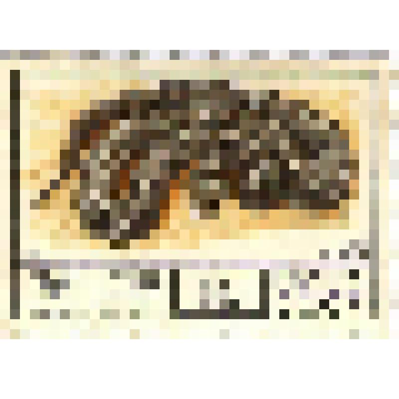 Марка. Ядовитые змеи - полезные представители фауны. Эфа песчаная. Почта СССР. 1977 г. Номинал - 6 к