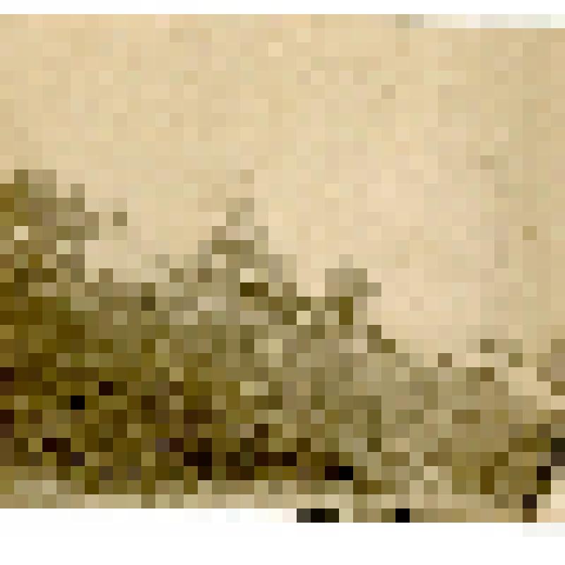 Фотография. Чумы