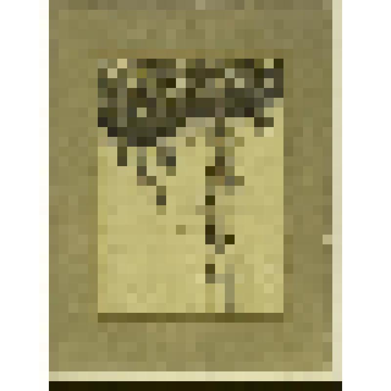 Сказки 1001 ночи. Рассказ о Хасибе и царице змей, гравюра