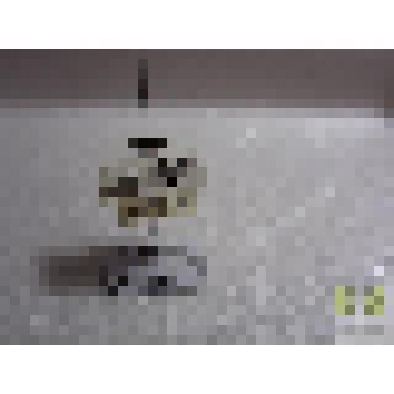 Тускляк провинциальный (Amara municipalis Duft.)