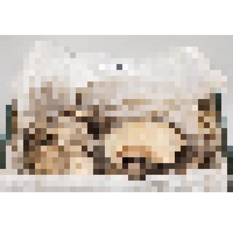 Череп человека