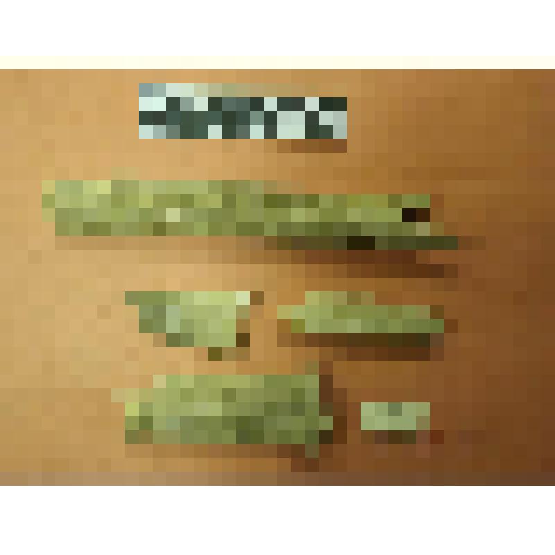 фрагменты костей из раскопа