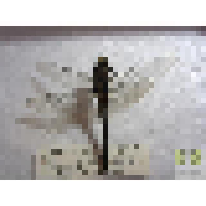 Дедка настоящий (Gomphus vulgatissimus L.)