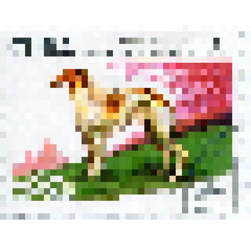 Марка почтовая. Собака охотничья русская псовая борзая (Canis lupus familiaris). Номинал 3 кубинских сентаво