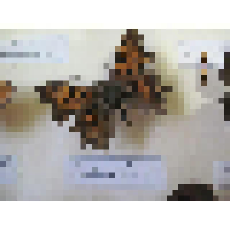 Углокрыльница. Бабочки. Из коллекции