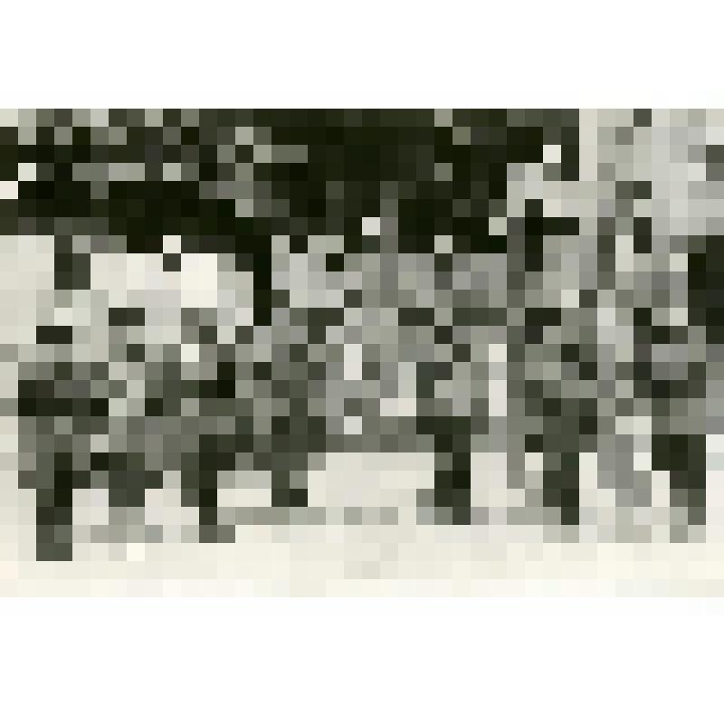 Групповой снимок. Люди в военной форме  у знамён