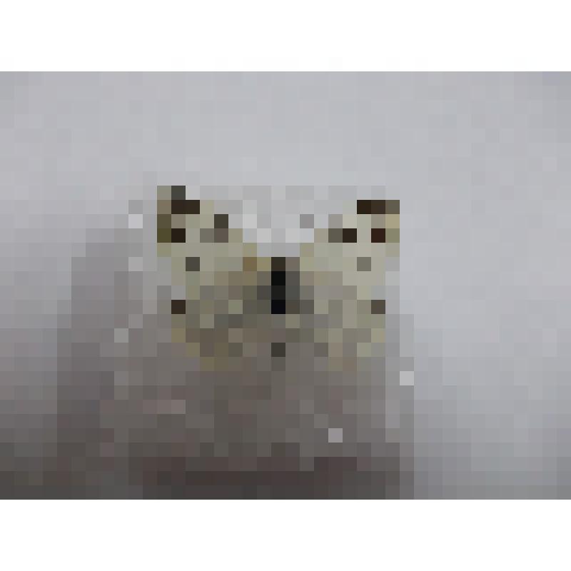 Бабочка семейства Белянки (Pieridae) "Белянка горчичная = резедовая (Pontia daplidice, Linnaeus, 1758)"