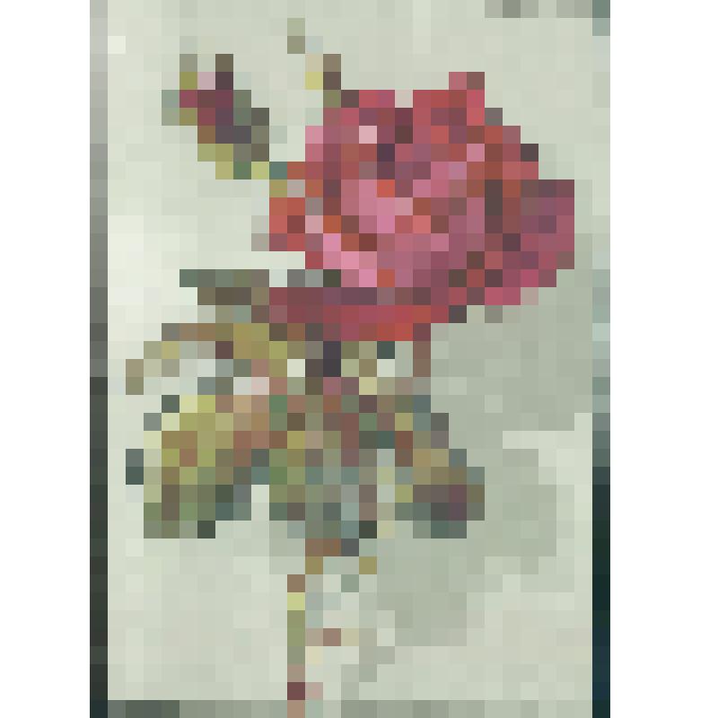 Красная роза