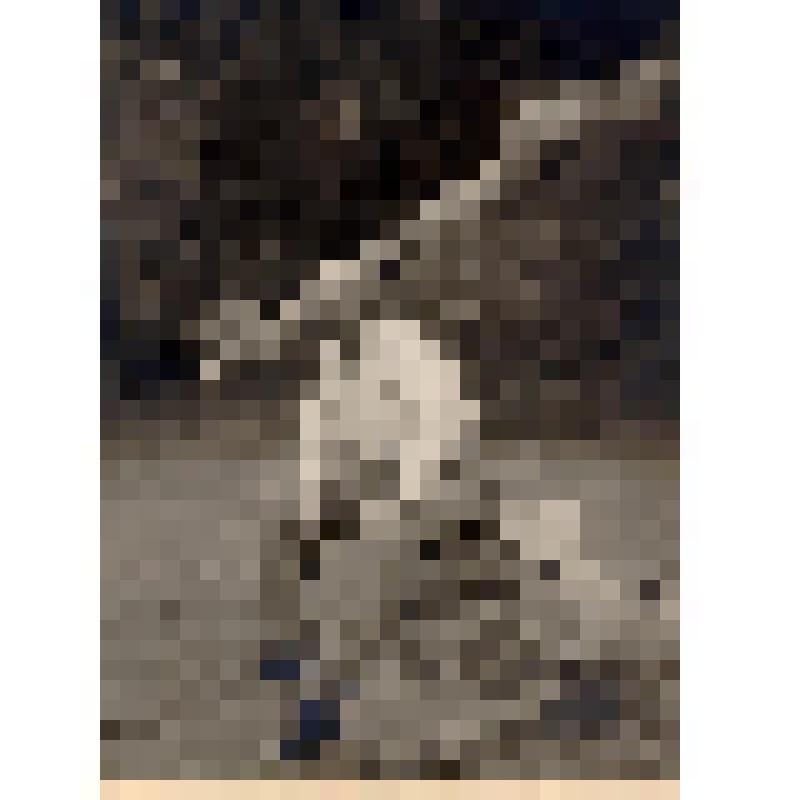 Фотография. Горький А.М. в Сан-Аньело