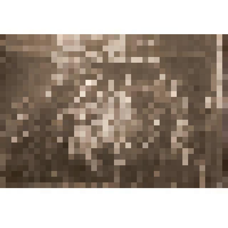 Группа ветеранов I – русской революции города Барнаула