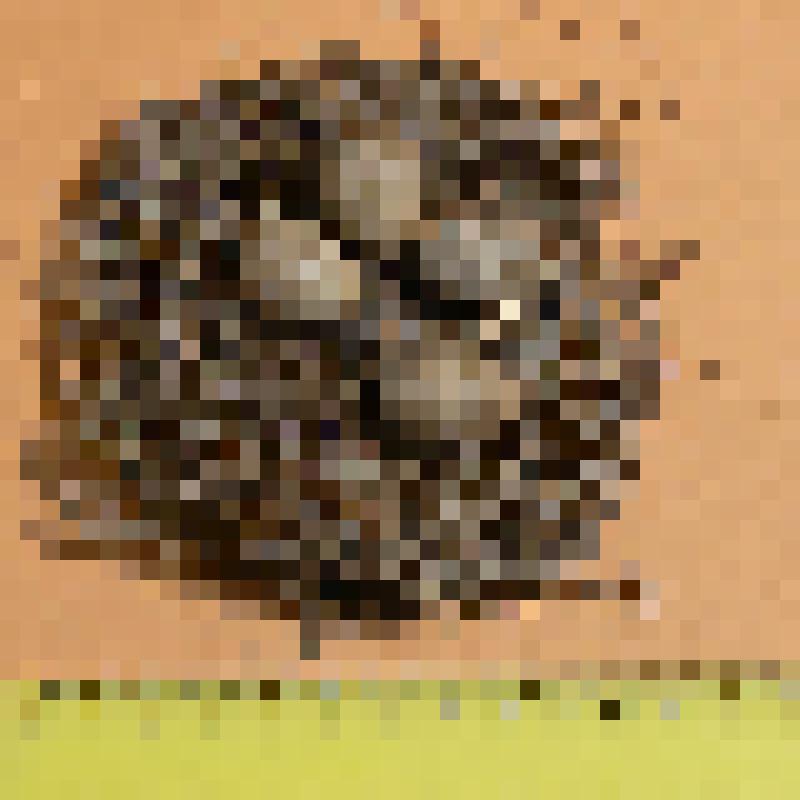 Кладка полевого жаворонка из 4 яиц с частью материала гнезда. Alauda arvensis L