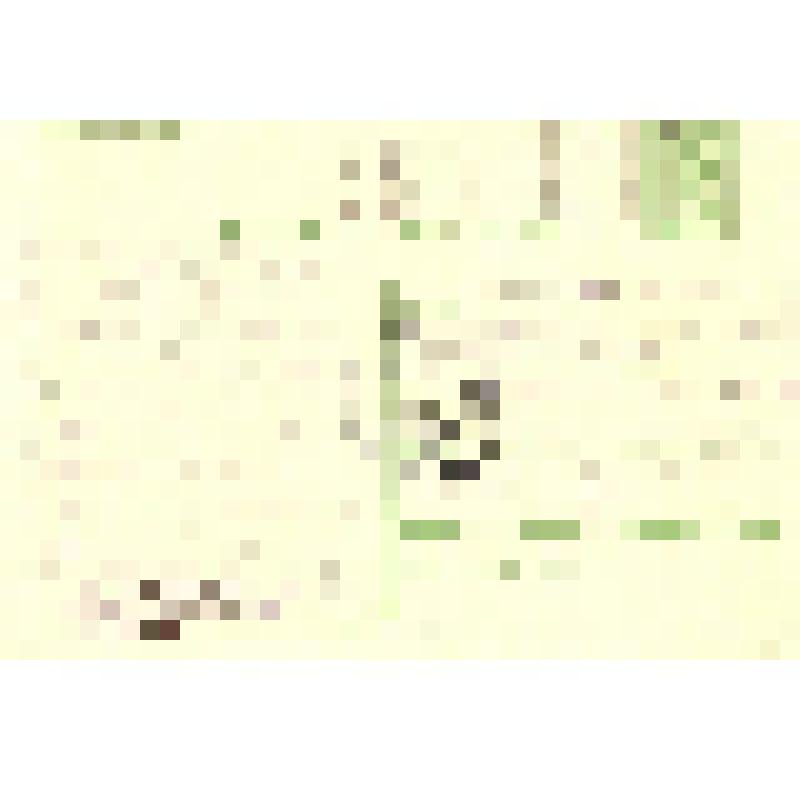 Открытка почтовая, «Маки»