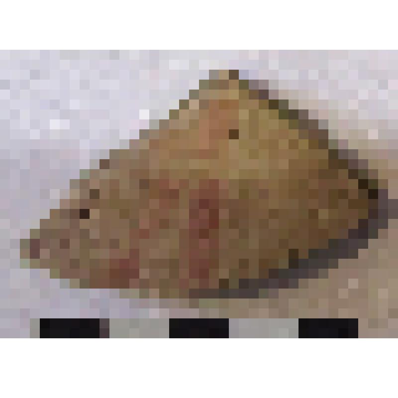 Фрагмент плеча амфоры типа D с дипинто