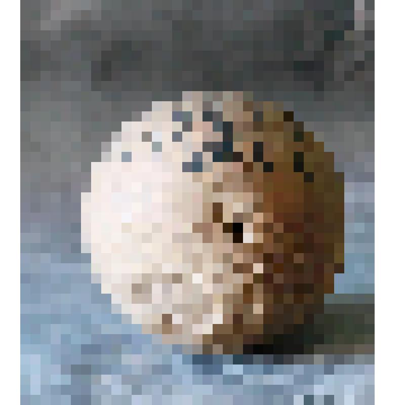 Бомба (зажигательный снаряд)