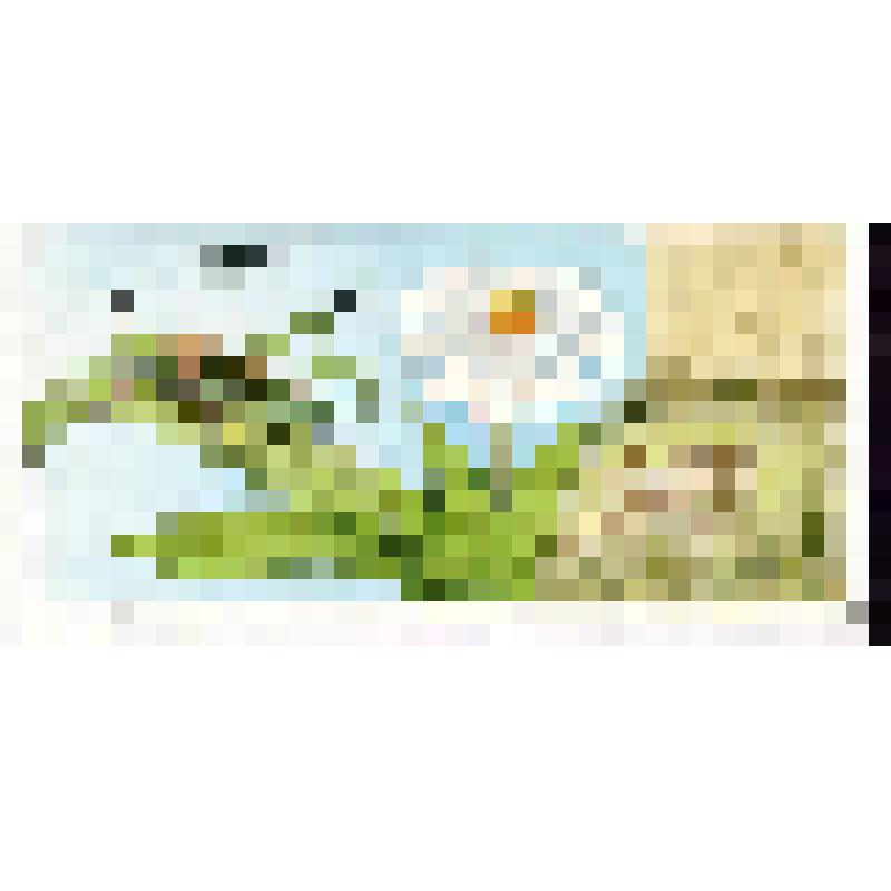 Кузнечик и сверчок слышат ногами (с. 25)