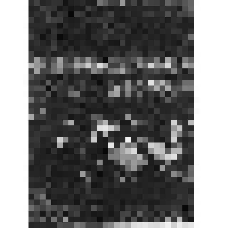 Большой дворец. Западный Китайский кабинет. Восточная стена. Панно № 4 "Рисовая плантация". Фрагмент обрамления