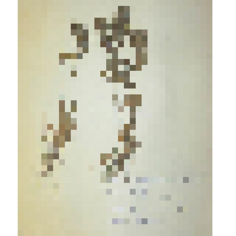 Живучка женевская Ajuga genevensis L