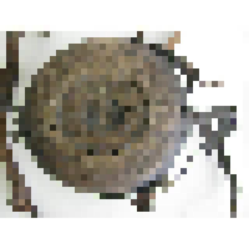 Пороховница