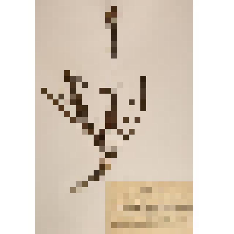 Гербарий. Козелец лучистый. Scorzonera radiata