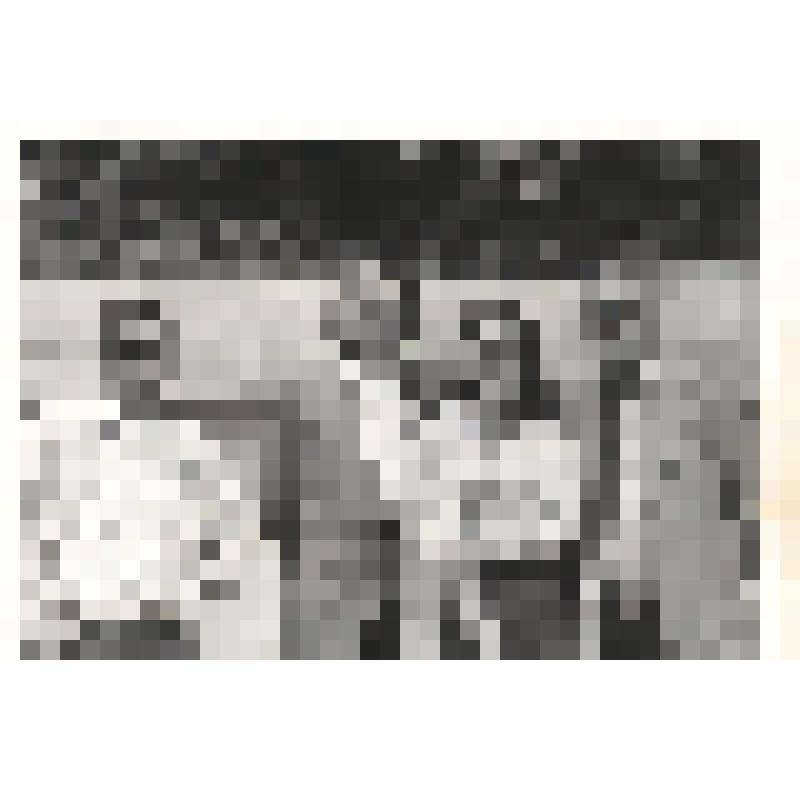 Фотография черно - белая групповая. Сотрудники выставочного комплекса Ливадийского дворца