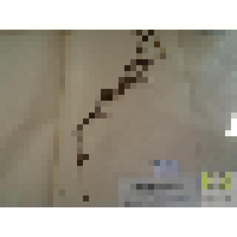 Чина луговая (Lathyrus pratensis L.)