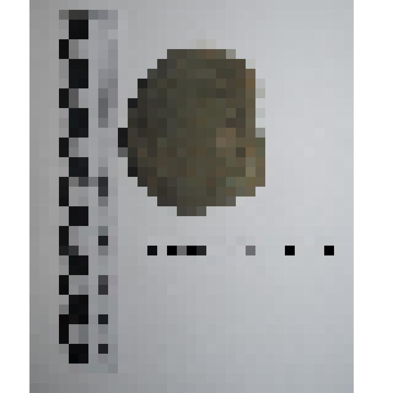 Лощило из галечного скола неправильной округлой формы,  дугообразный край со следами сработанности