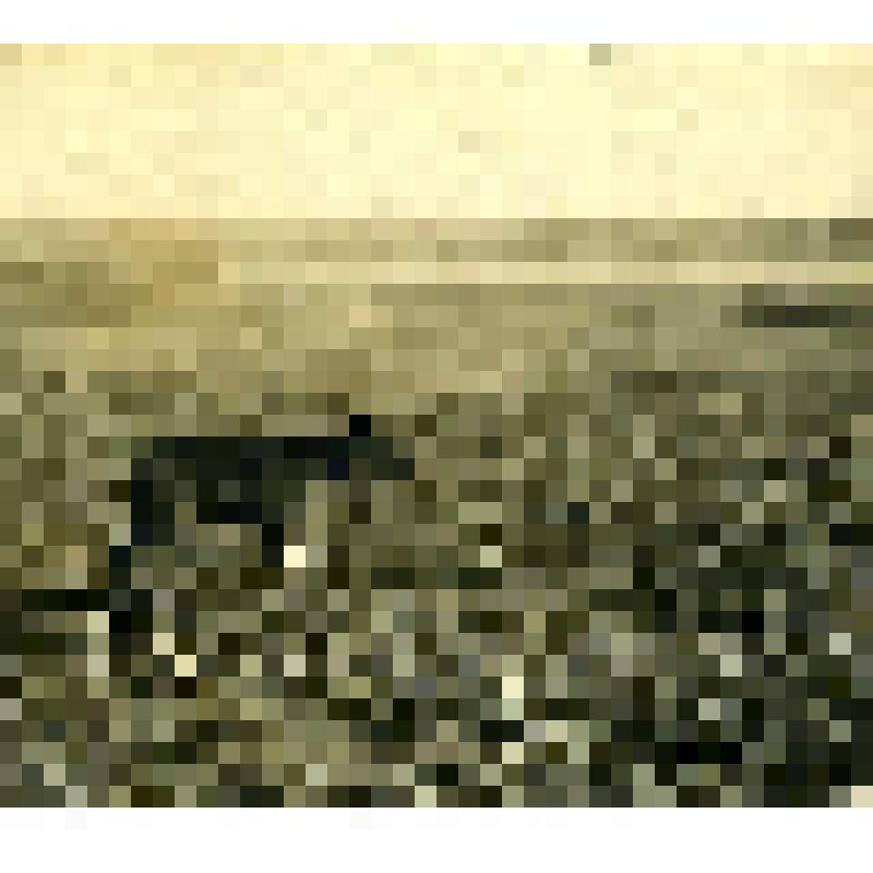 Ручной олененок – авка с поврежденной ногой. Фотография