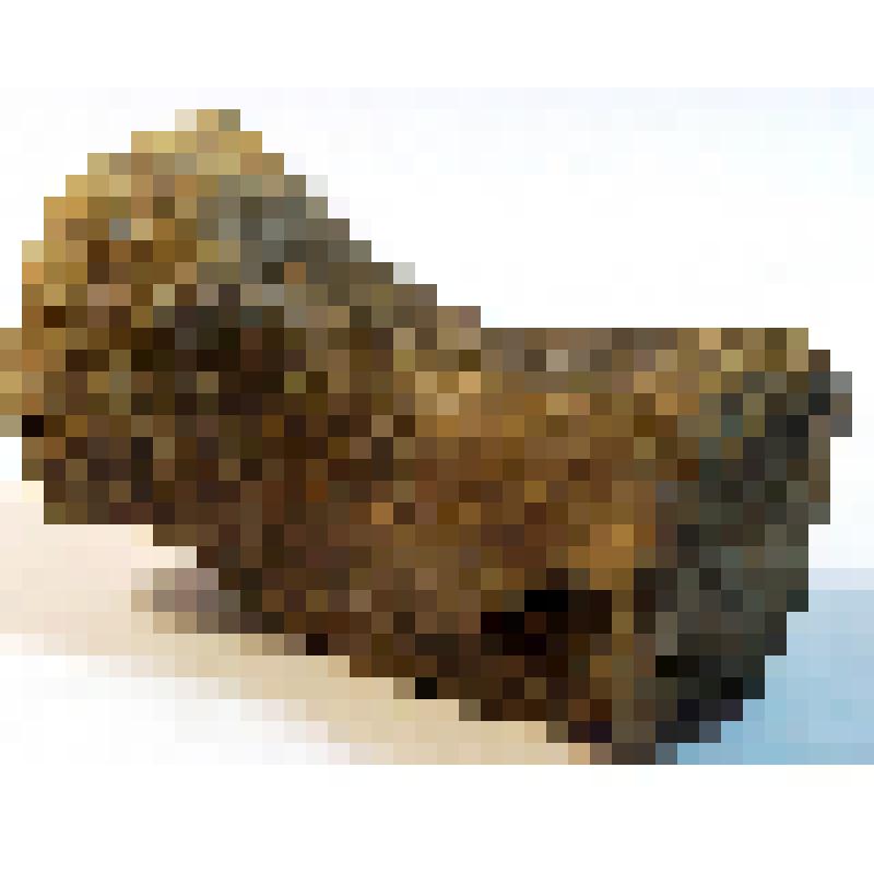 Хвостовой позвонок завропода (Mamenchisauridae indet)