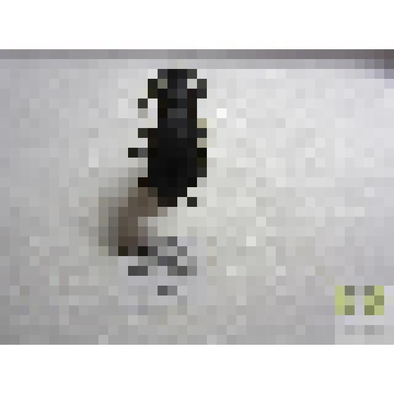 Жужелица золотокаемчатая (Carabus aurolimbatus Dej.)