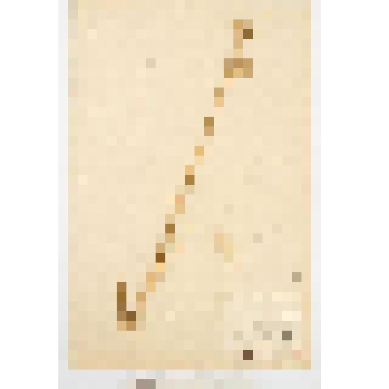 Гербарный экземпляр сосудистых растений. Лук угловатый