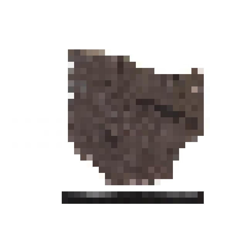 Червь. Annelida. Порода с окаменелостями