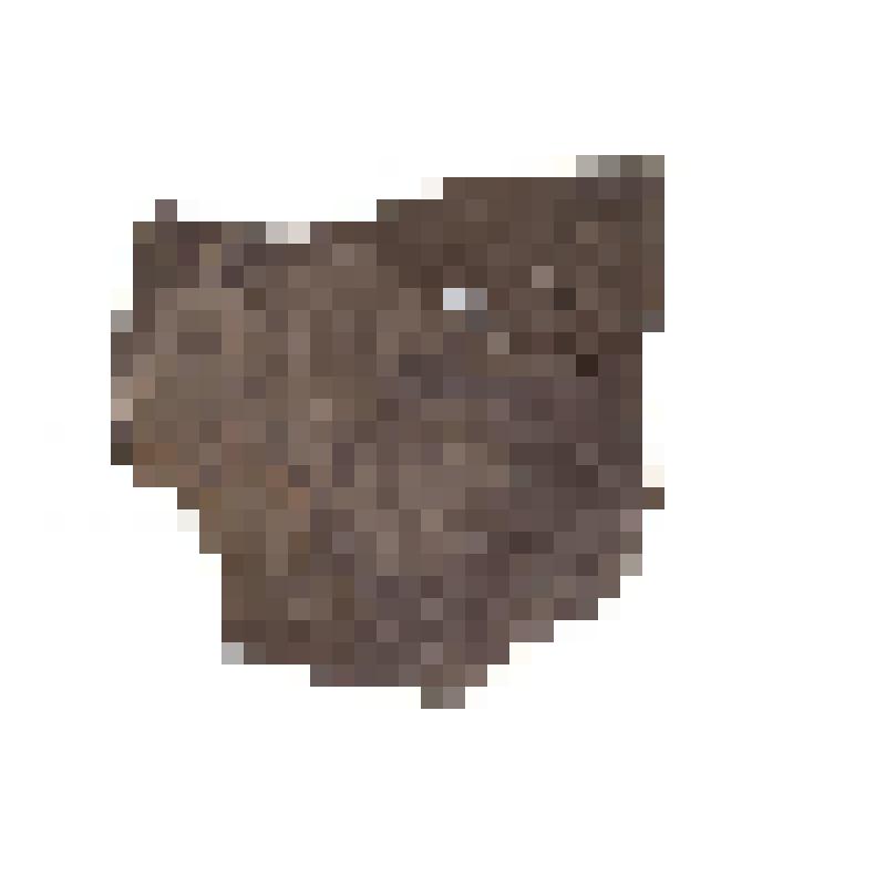 Червь. Annelida. Порода с окаменелостями