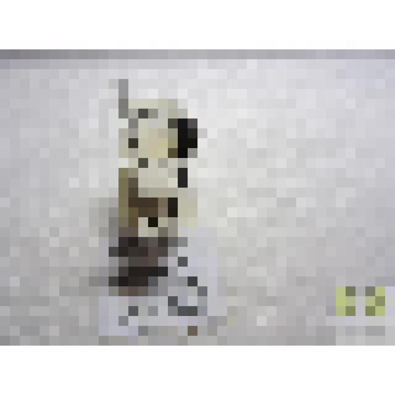 Влажник болотный (Notiophilus palustris Duft.)