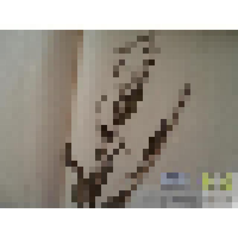 Чернокорень лекарственный (Cynoglossum officinale L.)