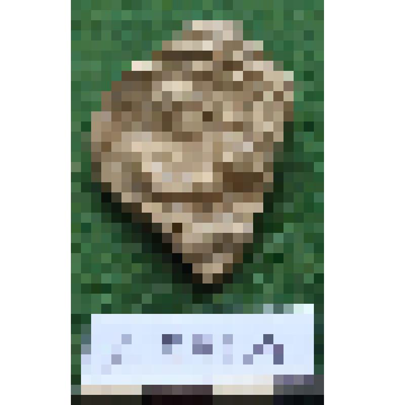 Обломок щитка светильника